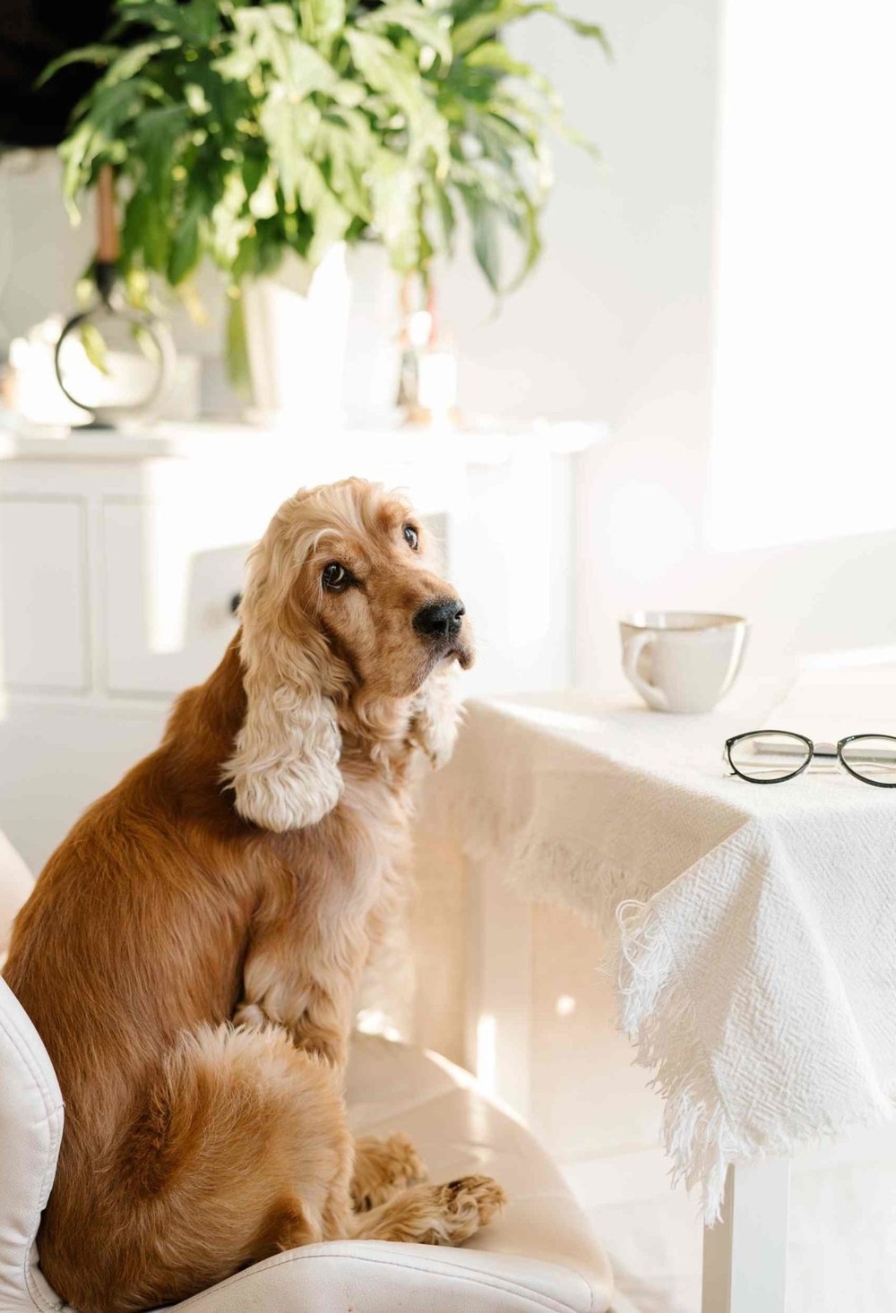 Dog resting on a bed indoors