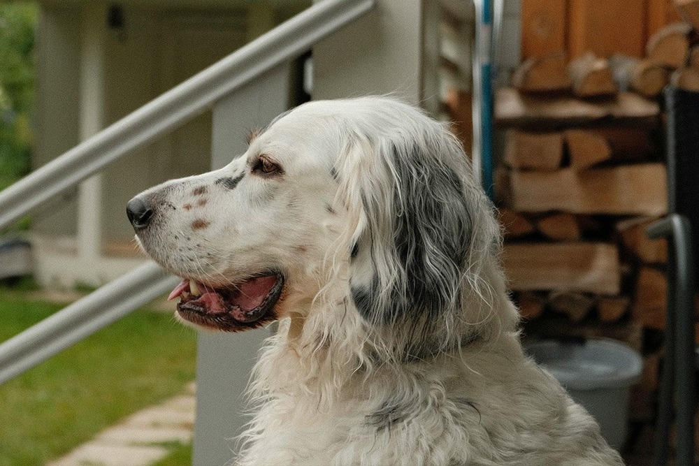 English Setter walking with owner outdoors
