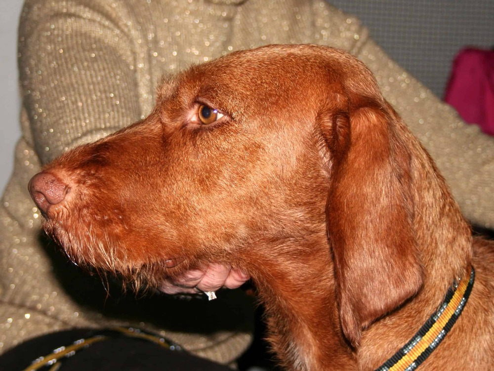Wirehaired Vizsla resting on the ground