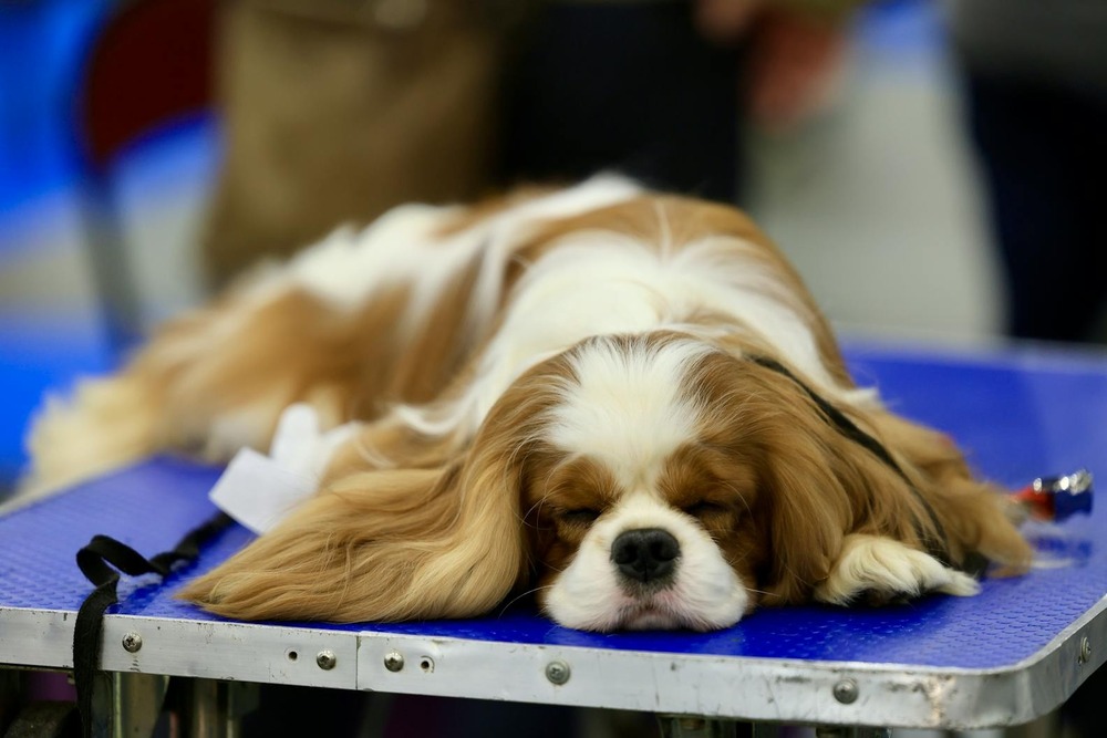 Handler presenting a dog to a judge
