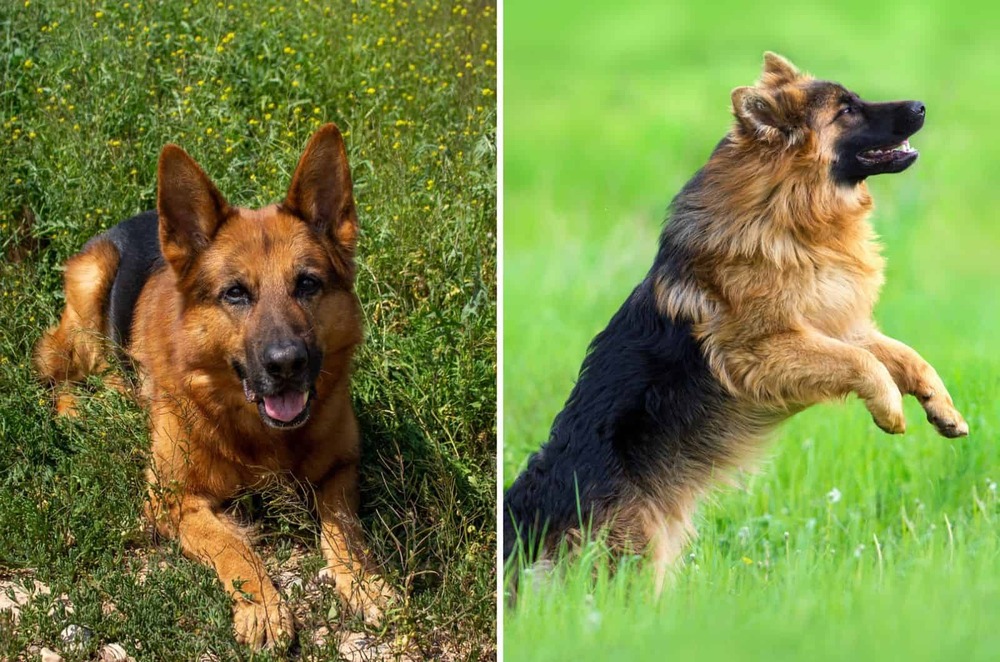 Grooming tools next to a dog coat