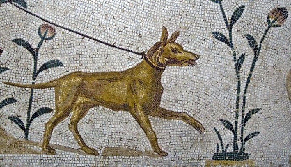 Large dog on lead with handler outdoors