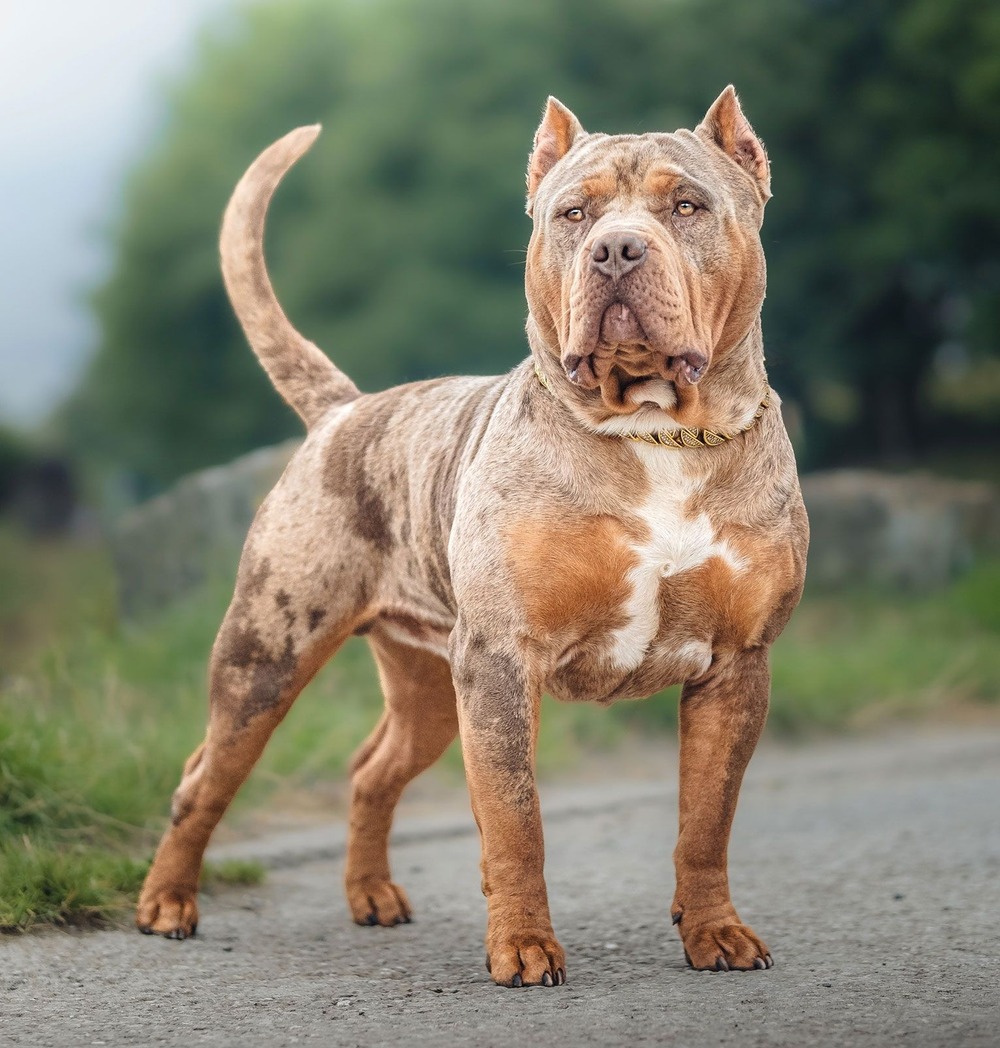 American Bully lying down calmly