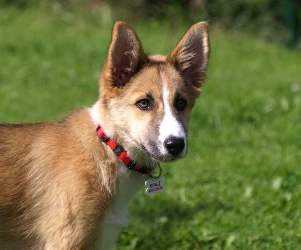 Norwegian Lundehund walking on grass