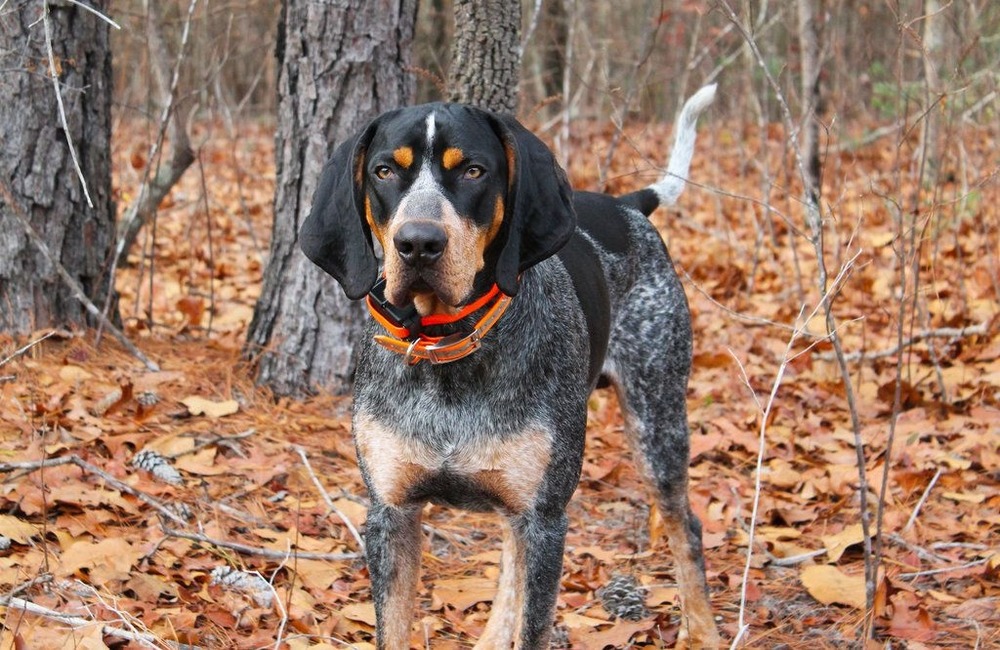 Bluetick Coonhound sitting calmly