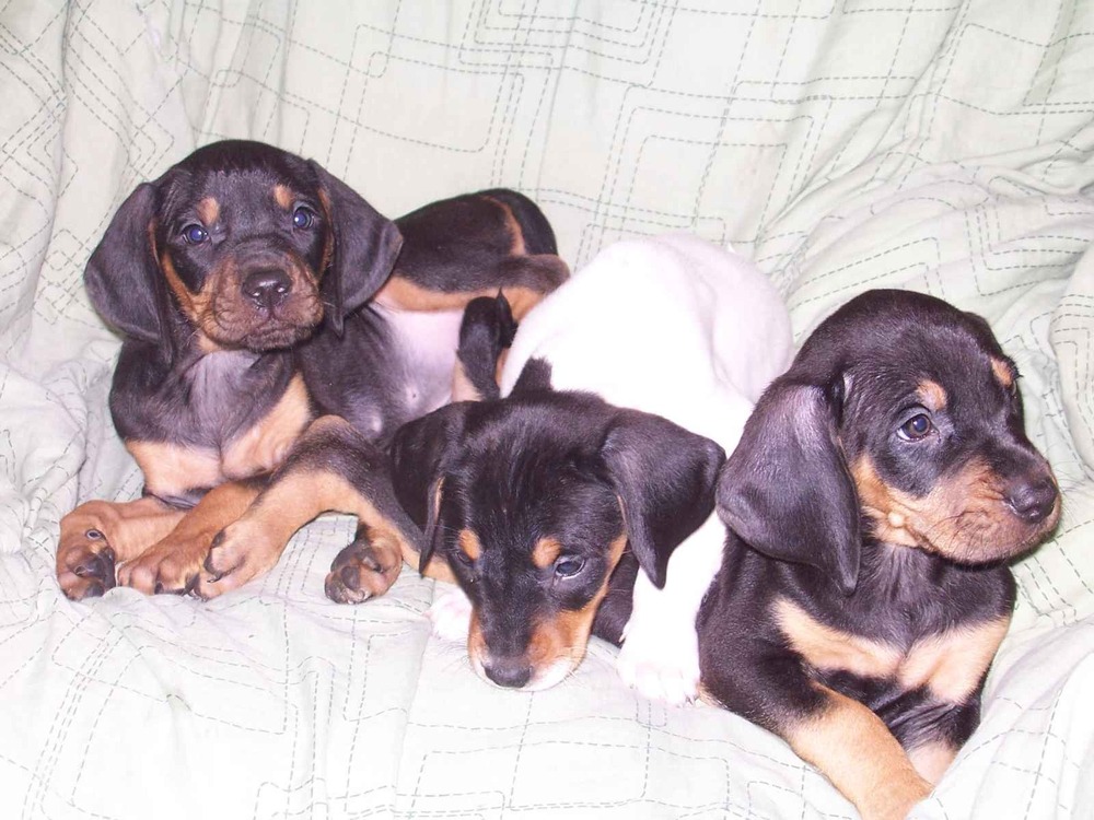 Black and tan coonhound standing outdoors