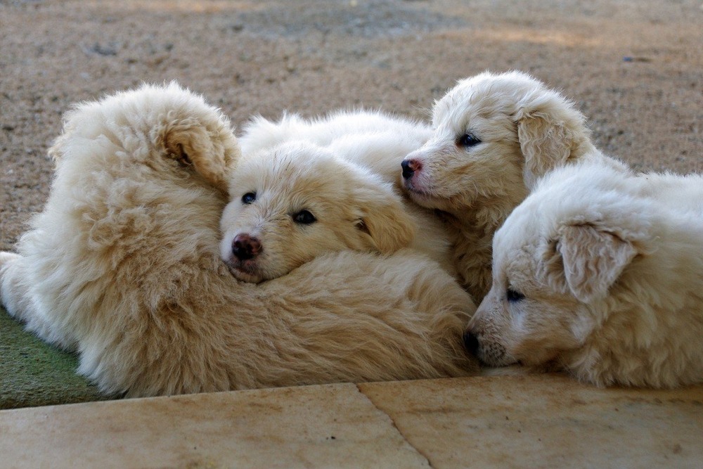 Fluffy white guardian dog in an open field