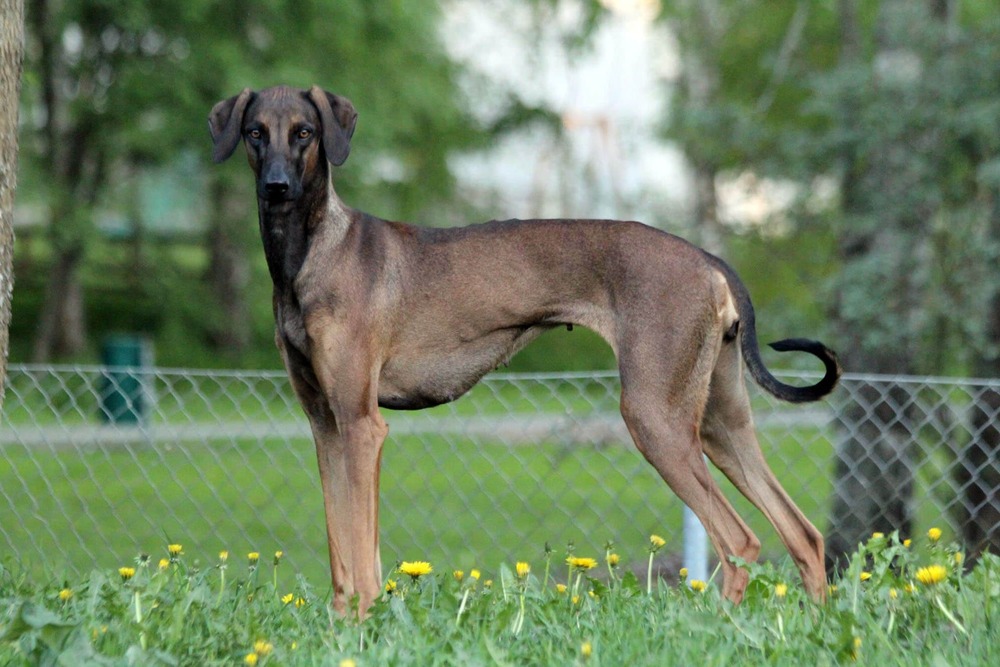 Sloughi walking on grass with a lean athletic build