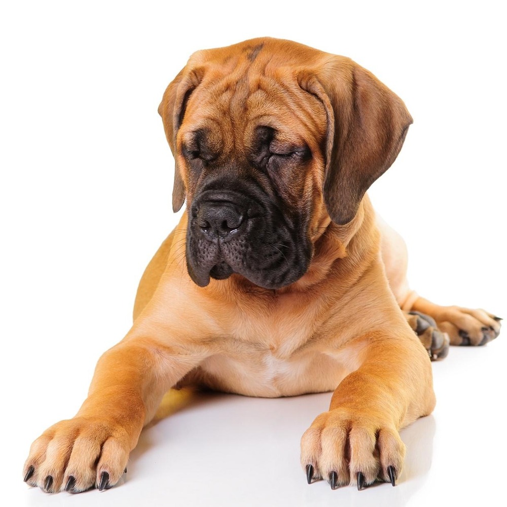 Bullmastiff lying down indoors resting