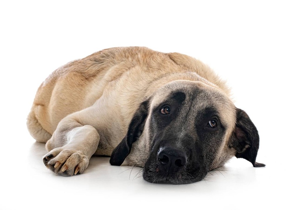 Aksaray Malaklisi resting on the ground
