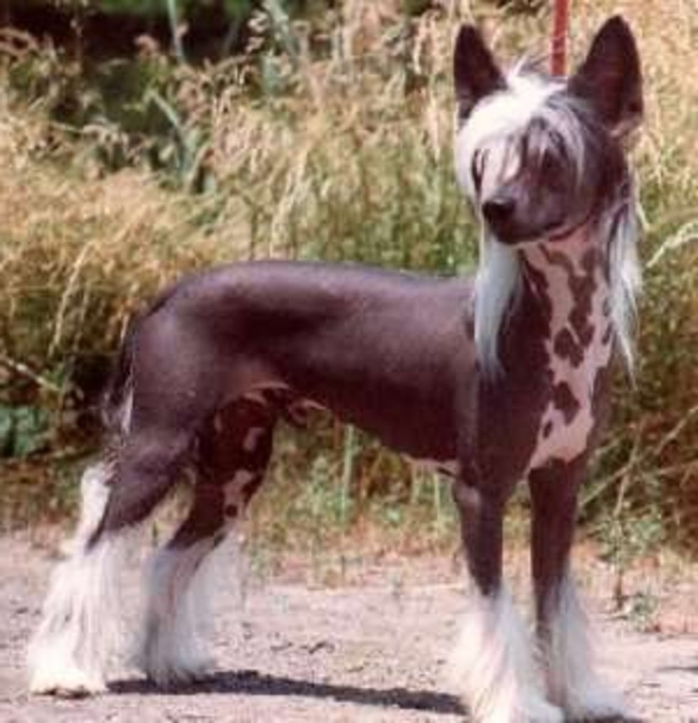 Chinese Crested on a lead during a walk