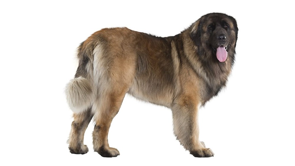 Estrela Mountain Dog sitting alertly