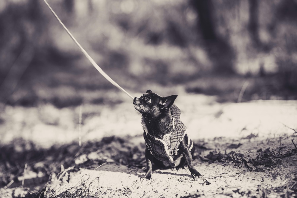 Short coated small dog resting