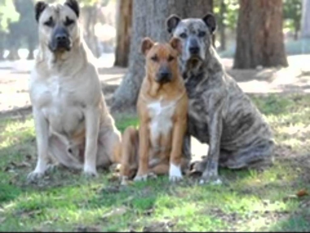 Cimarron Uruguayo walking with handler