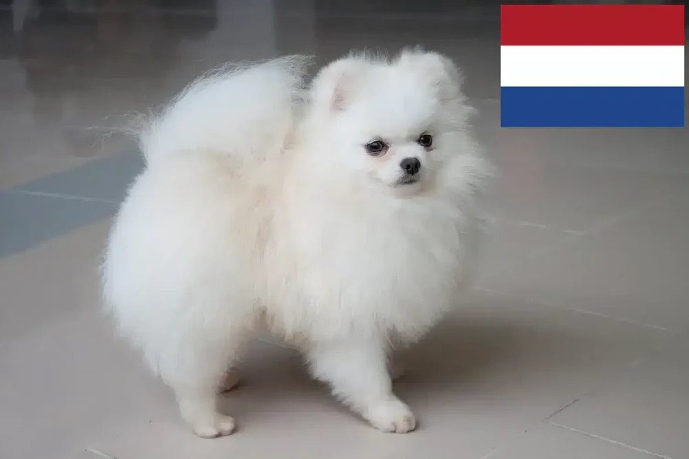 Spitz dog sitting calmly