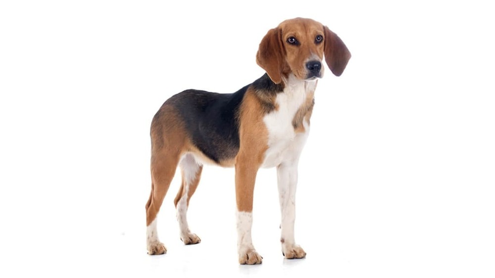 Beagle-Harrier close-up portrait