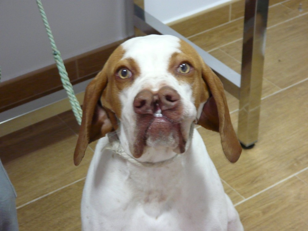 Pachon Navarro standing outdoors