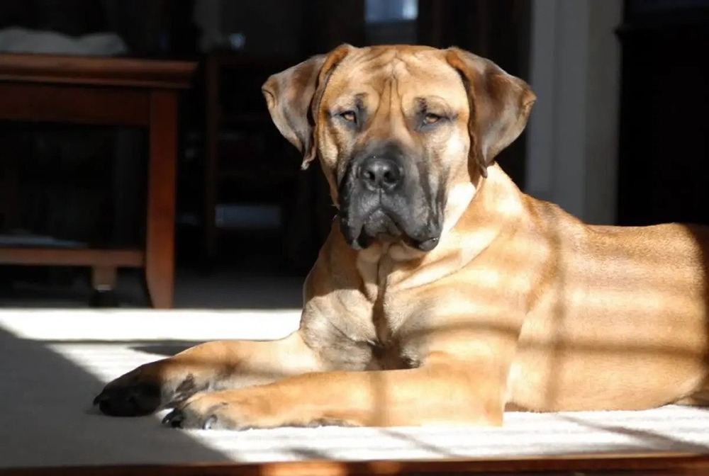 Large mastiff-type dog standing outdoors