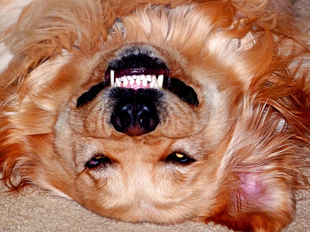 Dog playing with a toy