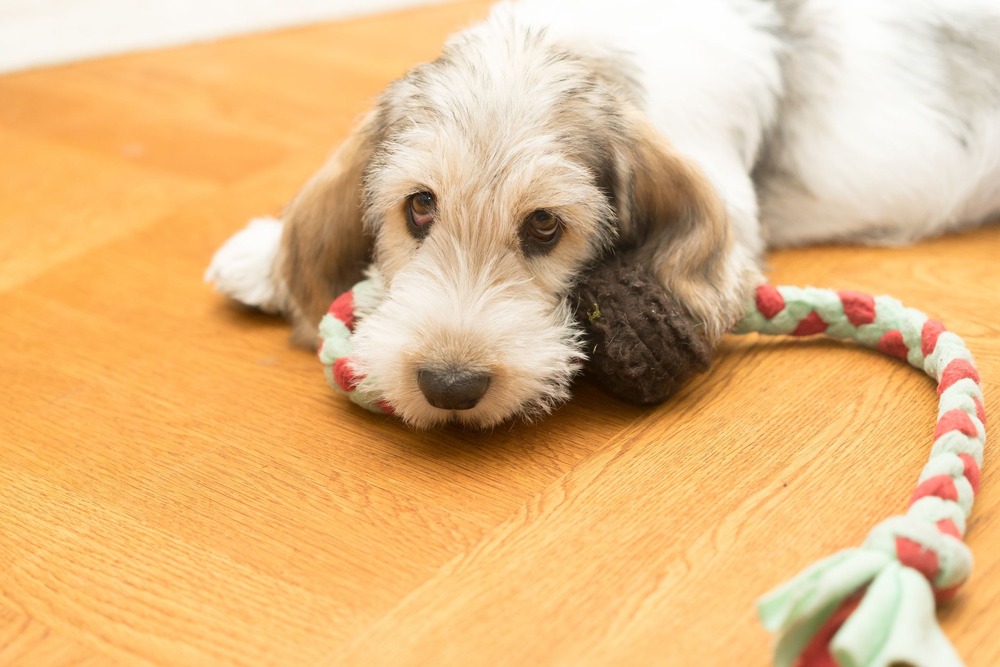 Rough-coated hound with long ears