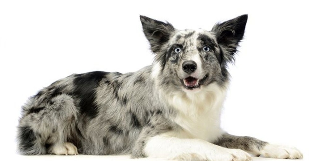 Koolie dog outdoors with alert posture