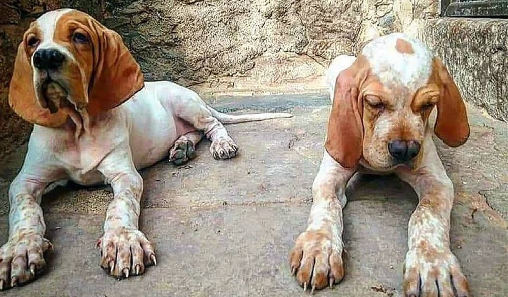 Pachon Navarro sitting calmly