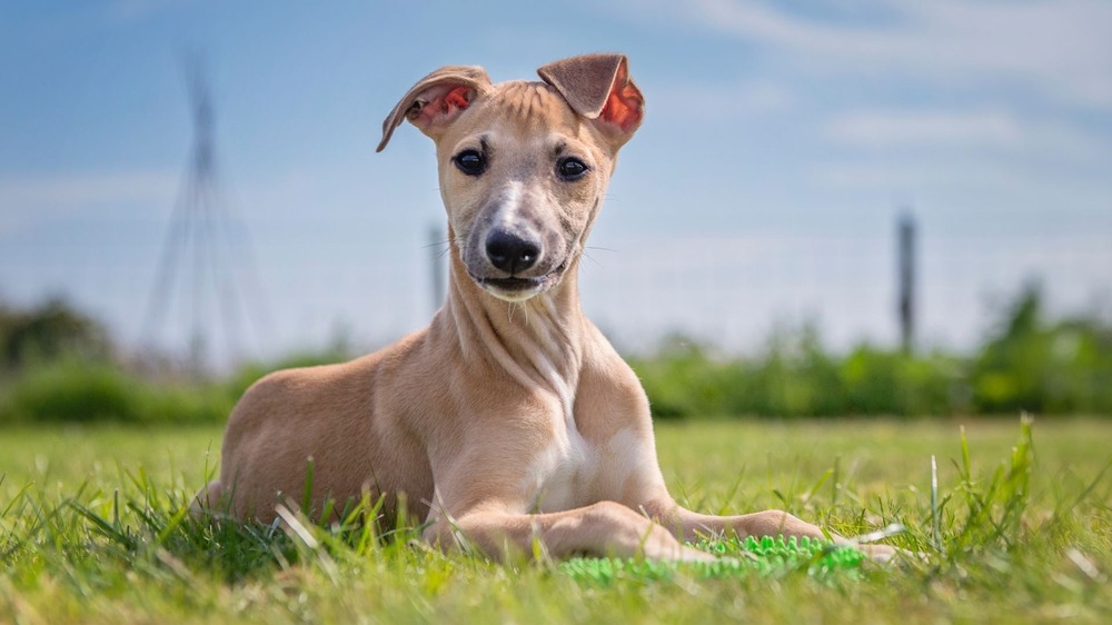 Whippet running on a path