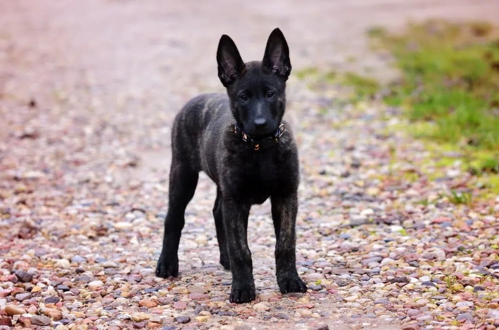 Dutch Shepherd running on grass