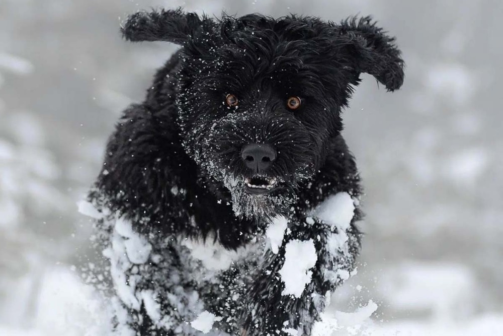Curly-coated dog in profile