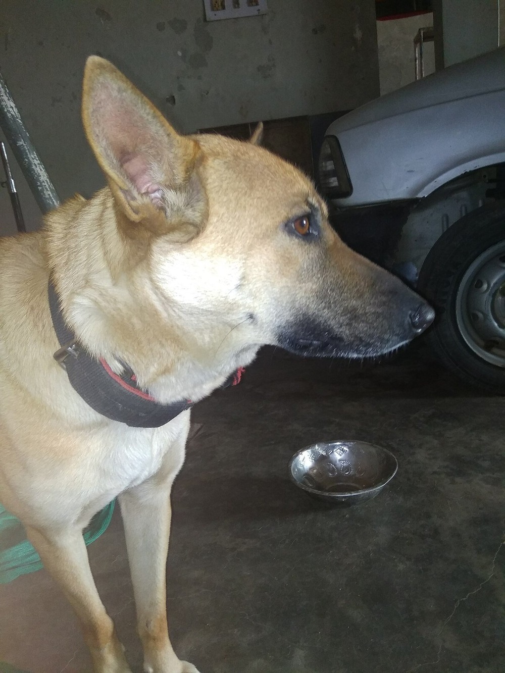 Mixed-breed dog outdoors