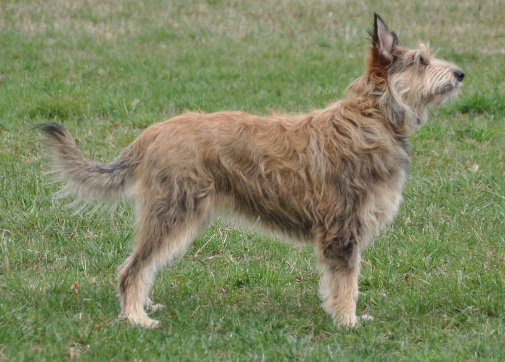 Close view of Berger Picard head showing upright ears and wiry coat