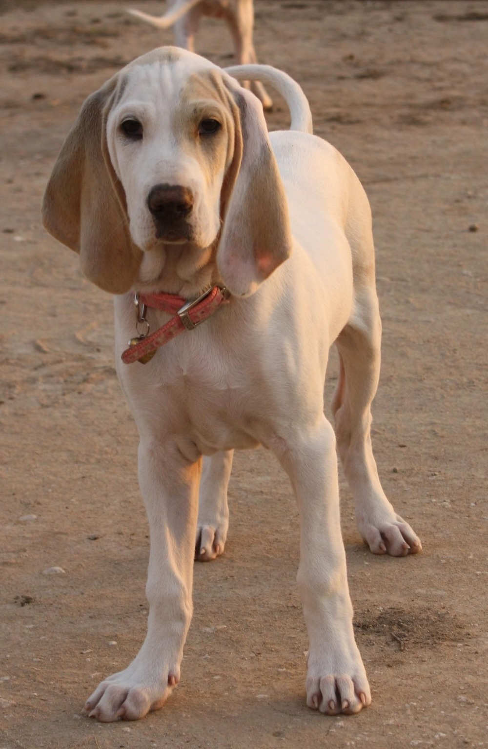 Porcelaine dog looking alert outdoors