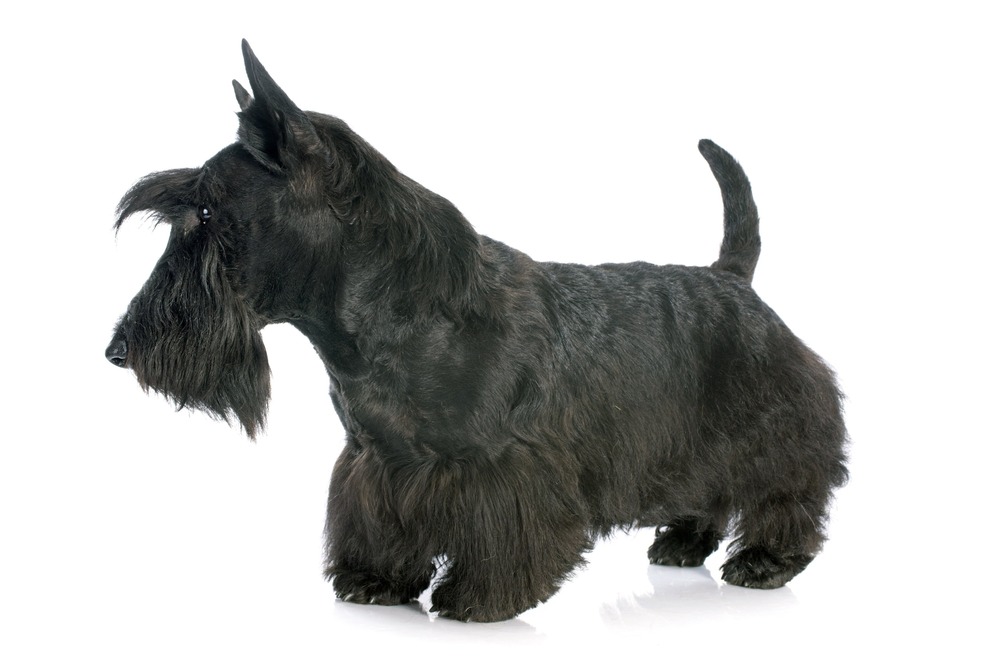 Scottish Terrier with groomed wiry coat