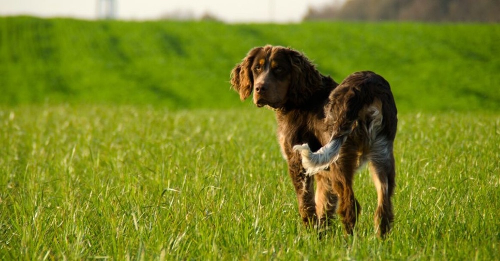 Picardy Spaniel side view showing feathering