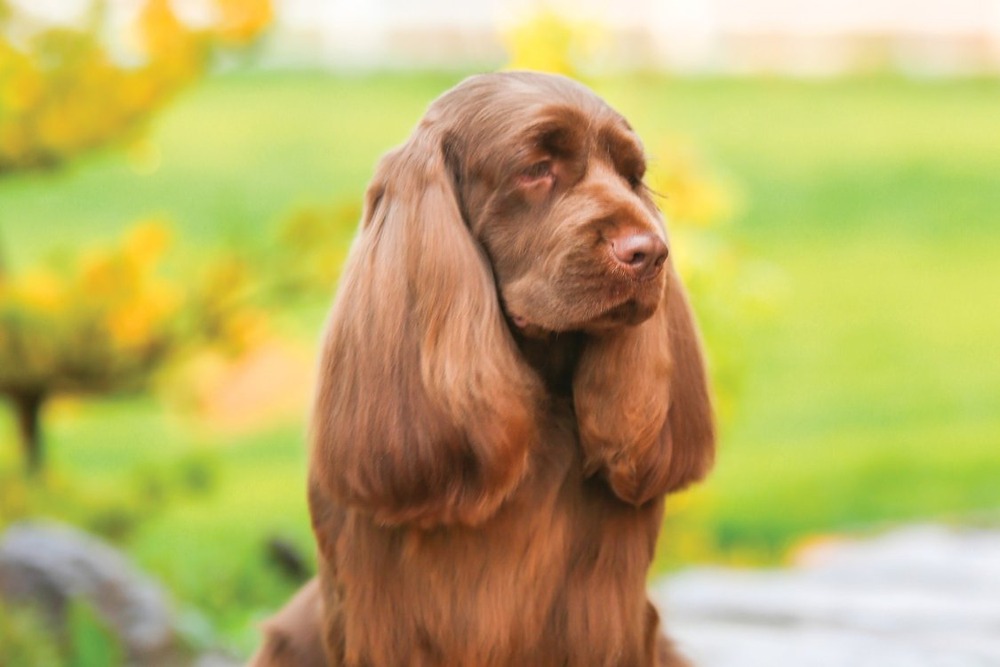 Sussex Spaniel head and shoulders with long ears