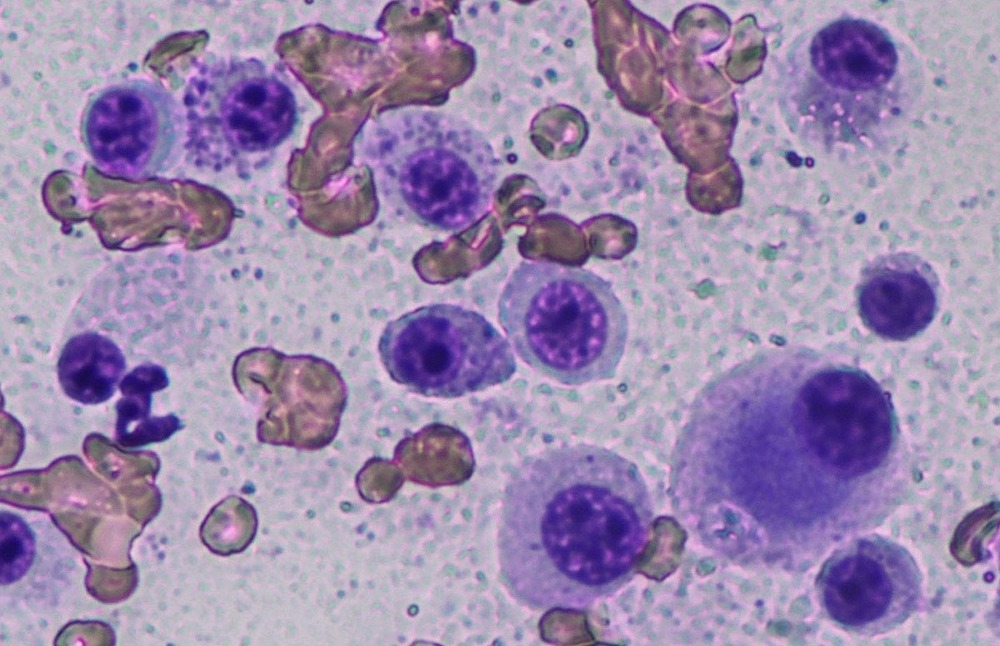 Dog resting after a veterinary procedure