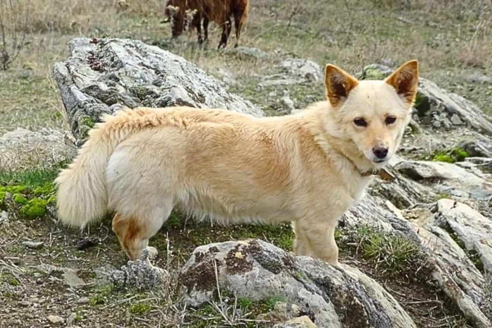 Small fox-like dog standing outdoors