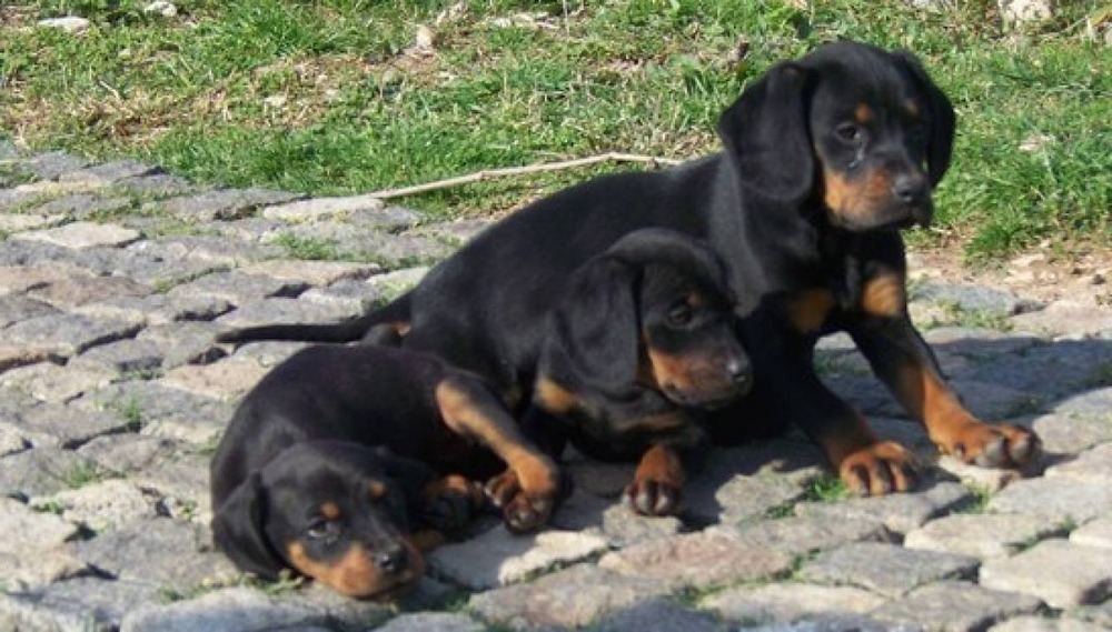 Montenegrin Mountain Hound face and ears close up