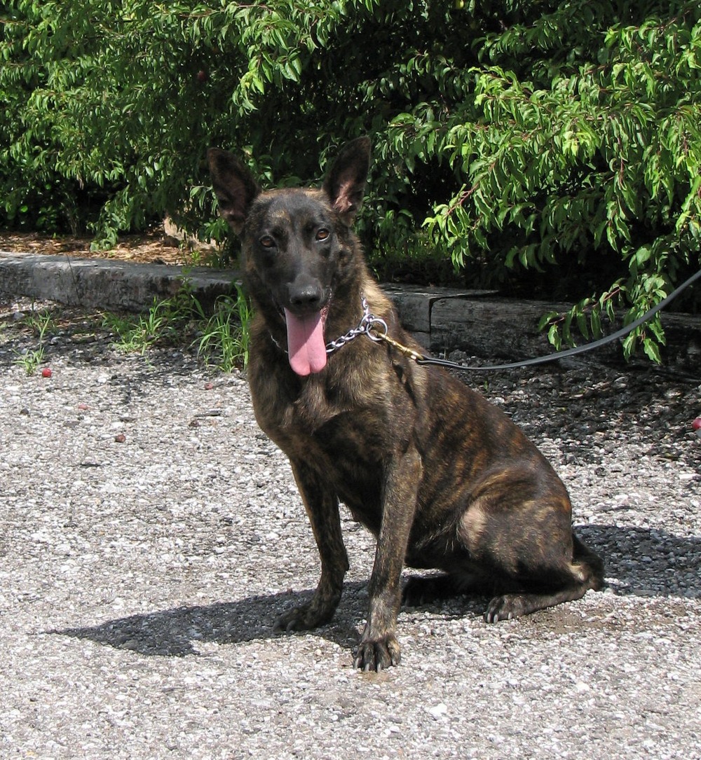 Close view of a brindle Dutch Shepherd