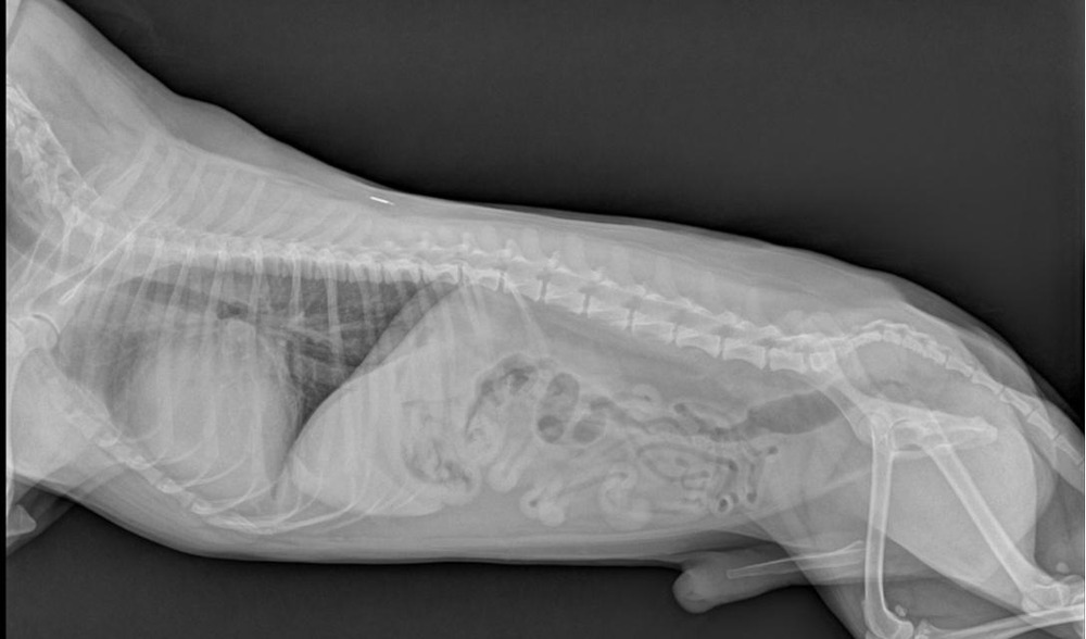 Veterinary clinic consultation with a dog and owner