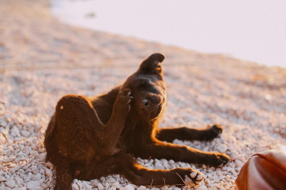 Dog being groomed with a brush