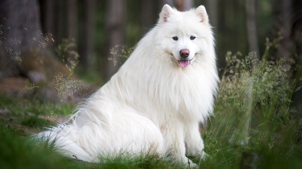 Spitz type dog face with pointed ears and thick coat