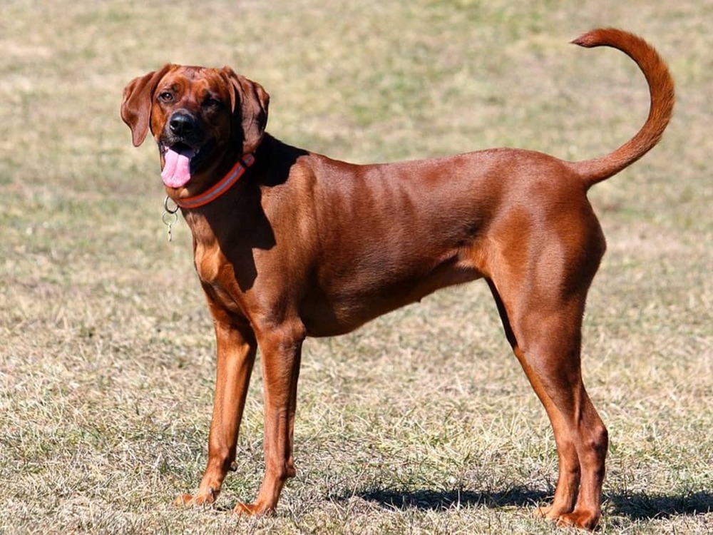 Redbone Coonhound standing side-on
