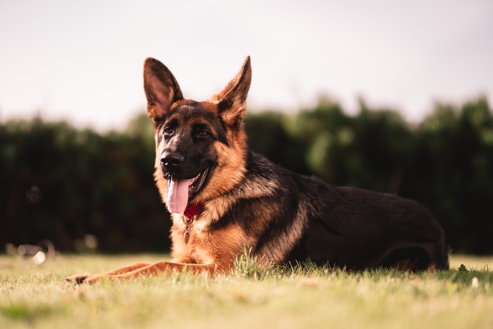Dog looking attentive in a natural setting