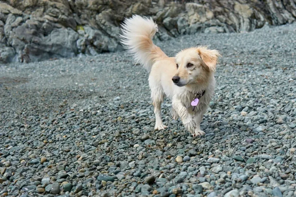 Small dog with a smooth coat looking sideways