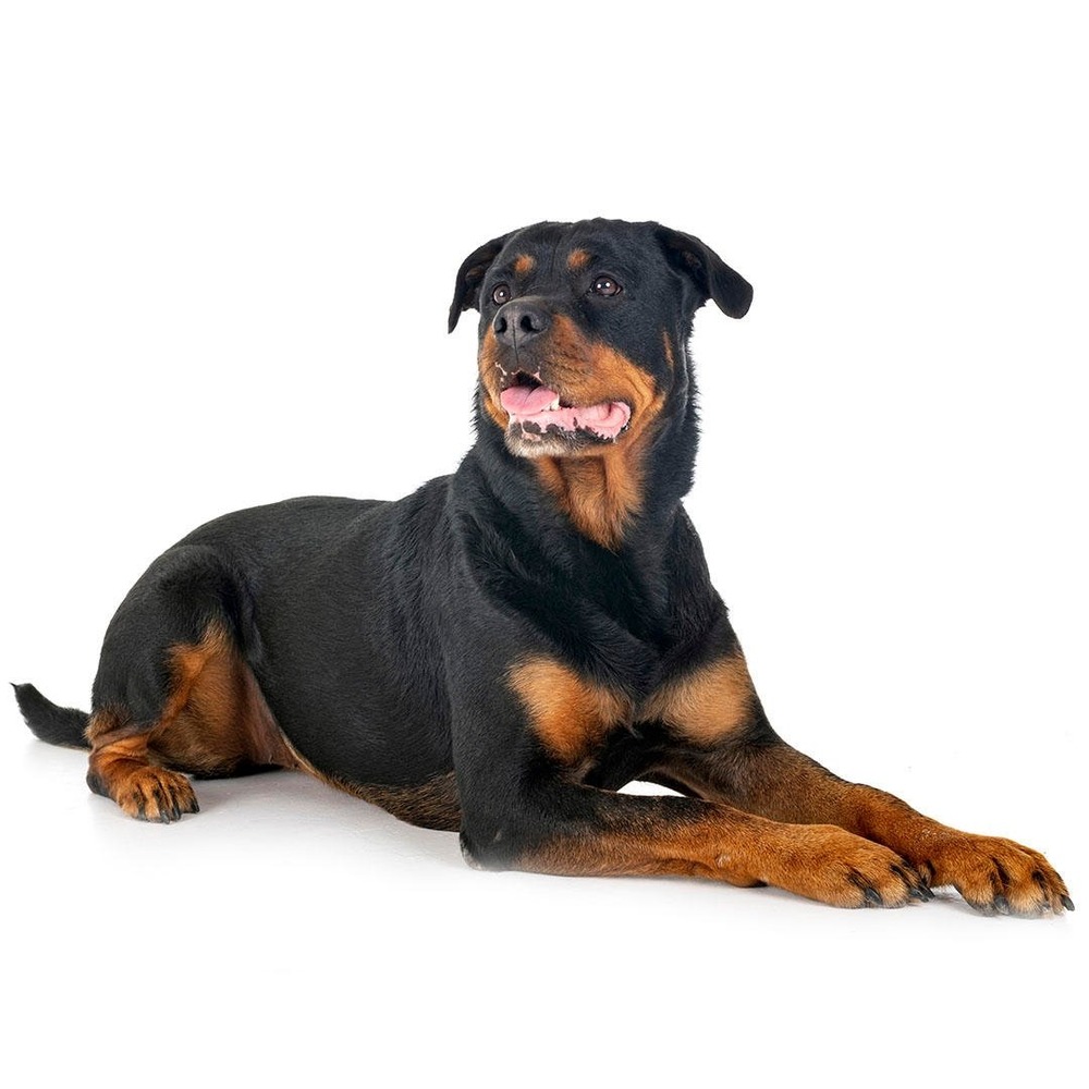 Rottweiler walking on lead with handler
