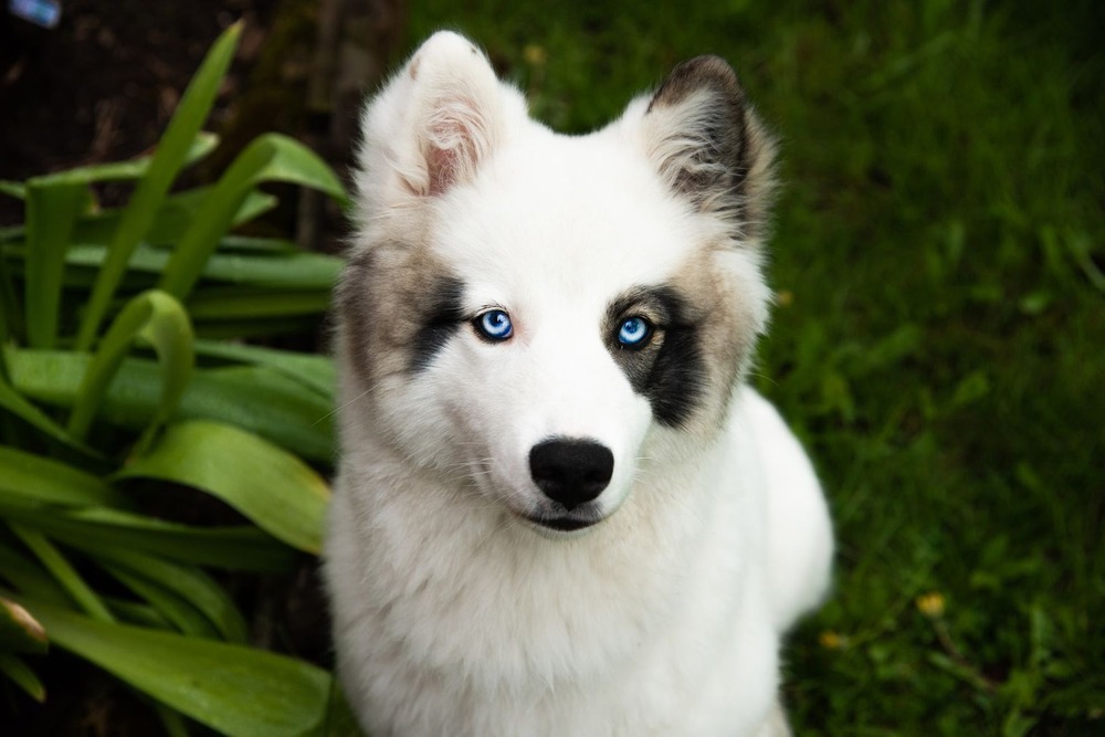 Yakutian Laika standing outdoors