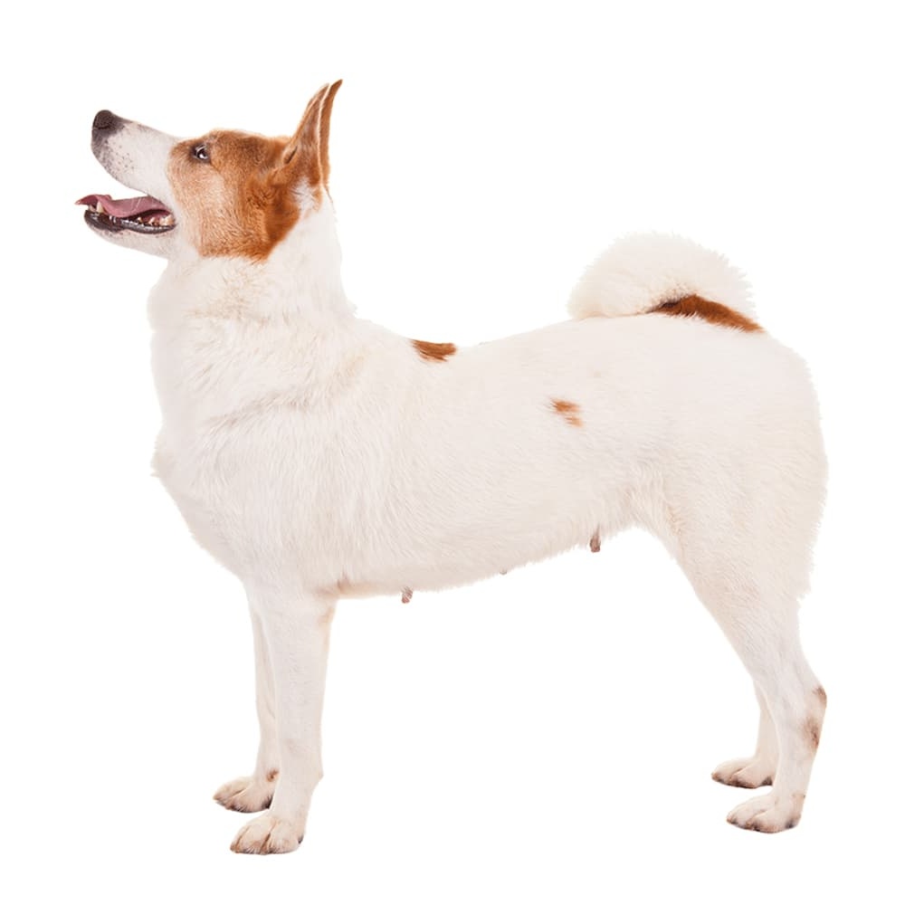 Norrbottenspets standing beside a person outdoors