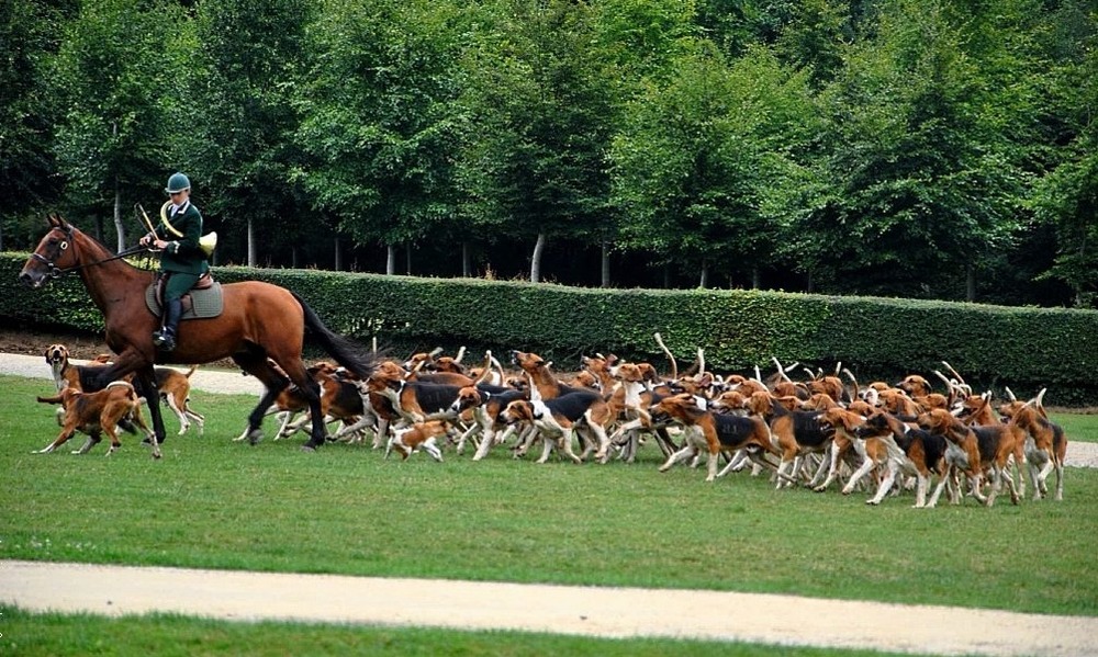 Hound face close-up with long ears