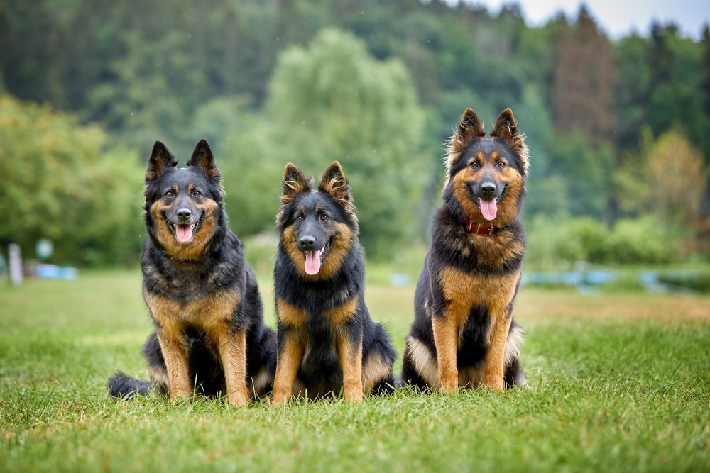 Bohemian Shepherd standing outdoors